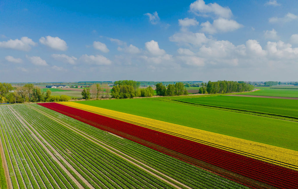 鬱金香花田  Tulips in Belgium